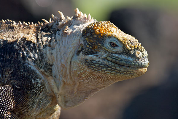 Galápagos Land Iguana (Conolophus subcristatus)