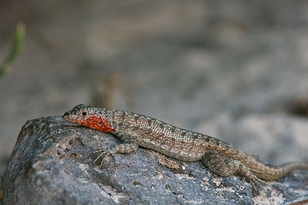 Santa Fe Lava Lizard (Microlophus barringtonensis)