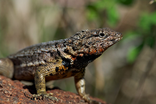 Santa Cruz Lava Lizard (Microlophus indefatigabilis)