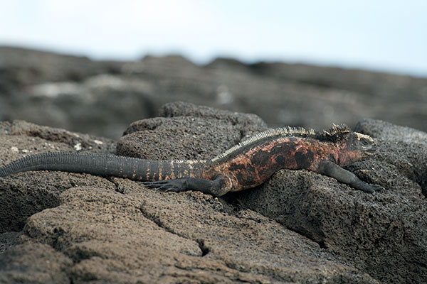 Española Marine Iguana (Amblyrhynchus cristatus venustissimus)