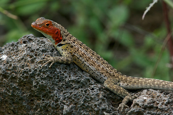 Floreana Lava Lizard (Microlophus grayii)