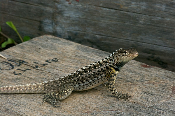 Floreana Lava Lizard (Microlophus grayii)