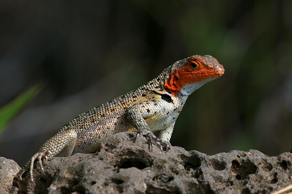 Floreana Lava Lizard (Microlophus grayii)