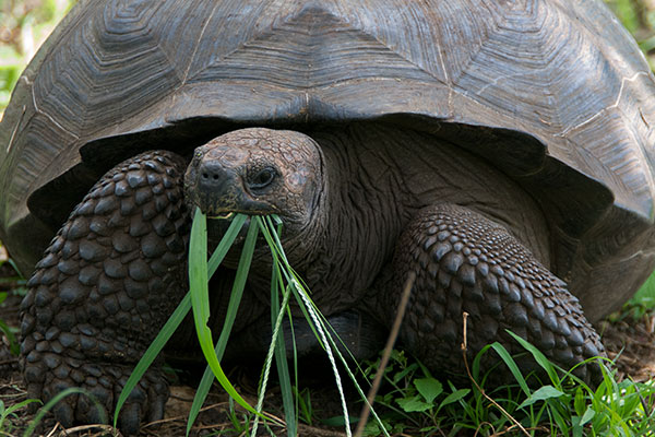 Santa Cruz Giant Tortoise (Chelonoidis nigra porteri)