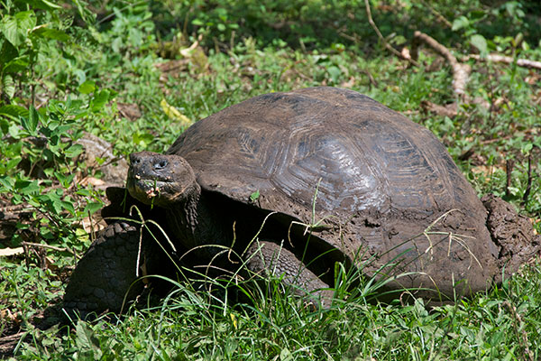 Santa Cruz Giant Tortoise (Chelonoidis nigra porteri)