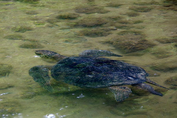 Green Sea Turtle (Chelonia mydas)