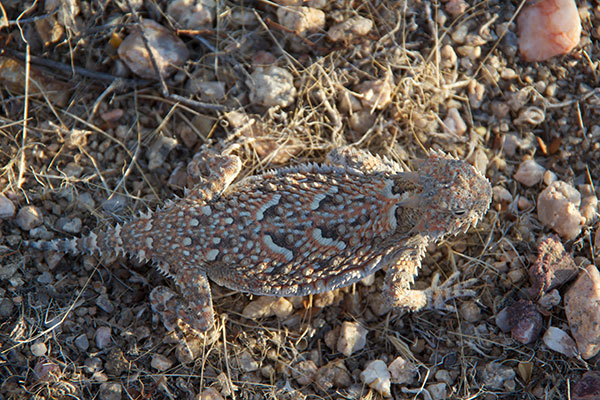 Desert Horned Lizard (Phrynosoma platyrhinos)