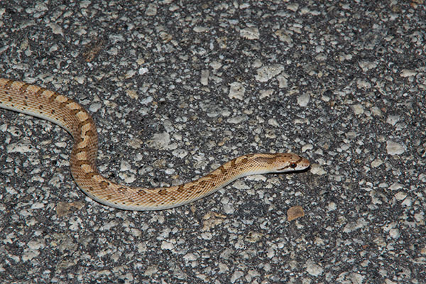 Mohave Glossy Snake (Arizona elegans candida)