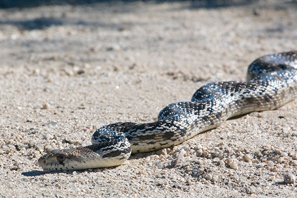 San Diego Gopher Snake (Pituophis catenifer annectens)