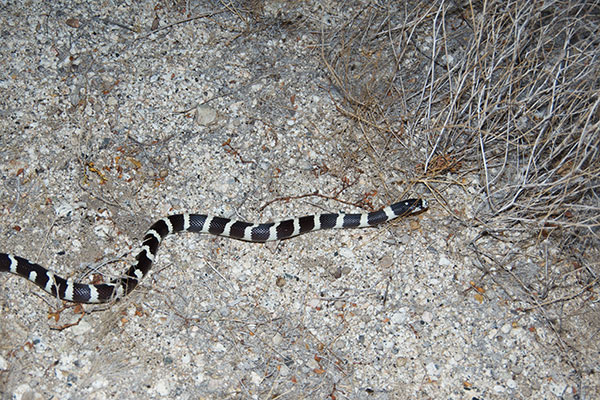 California Kingsnake (Lampropeltis californiae)