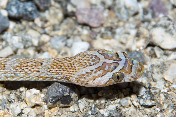 California Lyresnake (Trimorphodon lyrophanes)