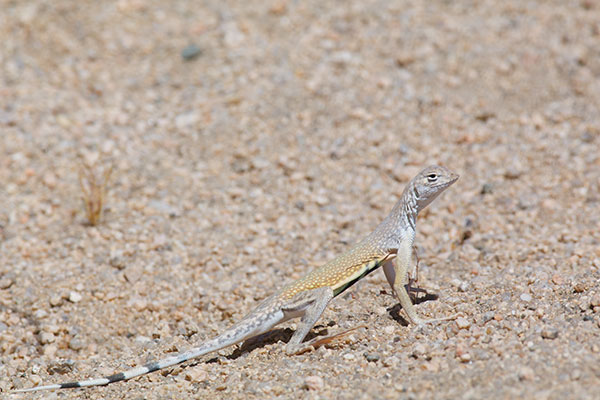 Western Zebra-tailed Lizard (Callisaurus draconoides rhodostictus)