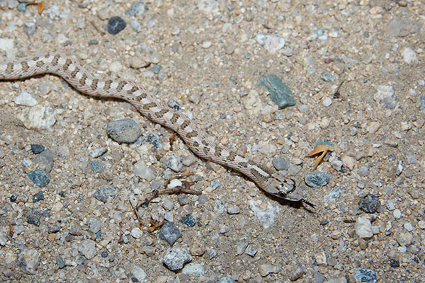 Desert Glossy Snake (Arizona elegans eburnata)