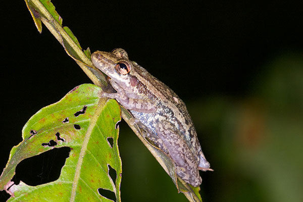 Two-striped Treefrog (Scinax ruber)
