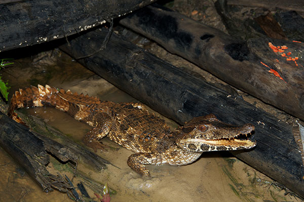 http://www.wildherps.com/images/herps/standard/13011211PD.jpg