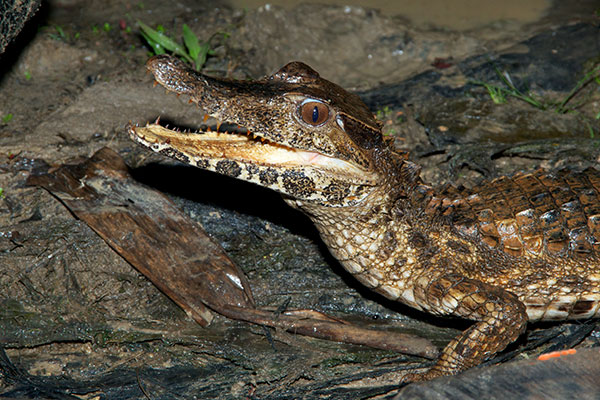 Smooth-fronted Caiman (Paleosuchus trigonatus)