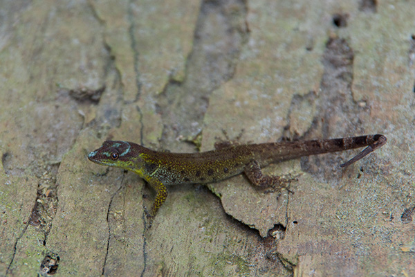 Bridled Forest Gecko (Gonatodes humeralis)