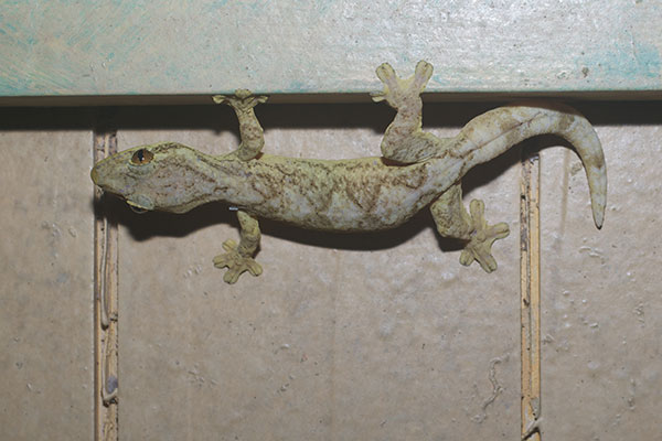 Southern Turnip-tailed Gecko (Thecadactylus solimoensis)