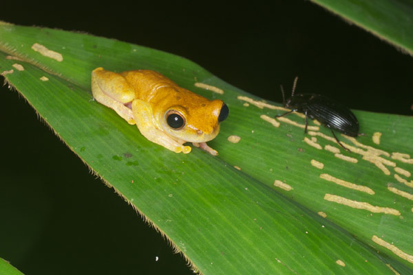 Yellow-toed Treefrog (Boana microderma)