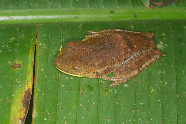 Giant Gladiator Treefrog (Boana boans)