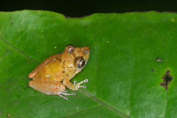 Luscombe’s Rain Frog (Pristimantis luscombei)