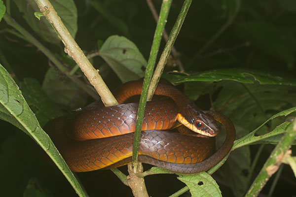 Common Glossy Racer (Drymoluber dichrous)