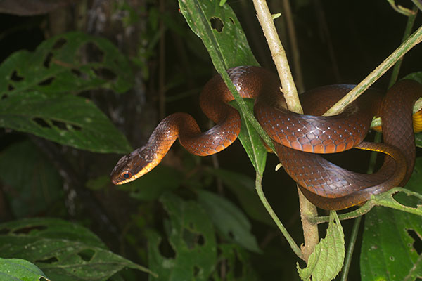 Common Glossy Racer (Drymoluber dichrous)