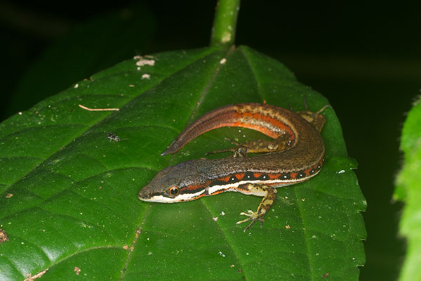 Elegant Eyed Lizard (Cercosaura argula)