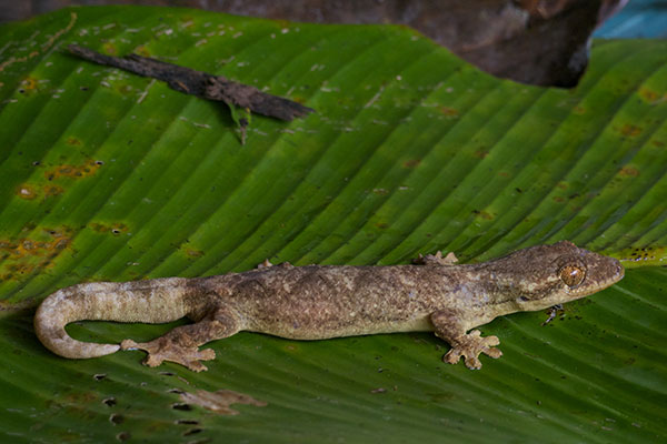 Southern Turnip-tailed Gecko (Thecadactylus solimoensis)