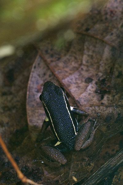 Spotted-thighed Poison Frog (Allobates femoralis)