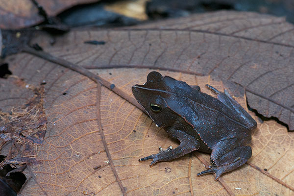 Crested Forest Toad (Rhinella "margaritifera")