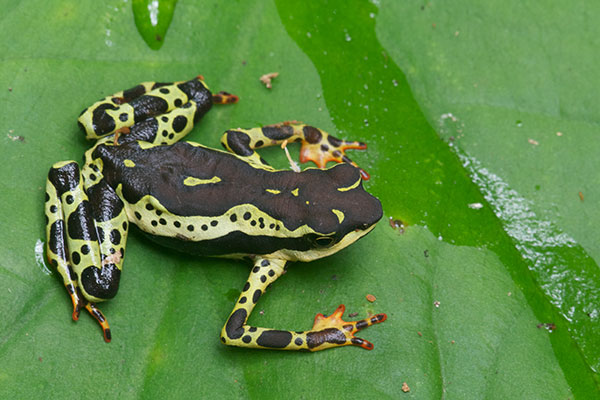 Common Harlequin Toad (Atelopus spumarius)