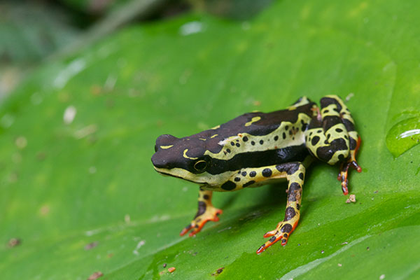 Common Harlequin Toad (Atelopus spumarius)