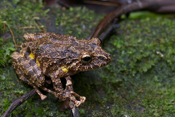 Los Amigos Rain Frog (Pristimantis divnae)