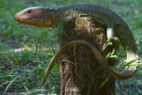 Northern Caiman Lizard (Dracaena guianensis)