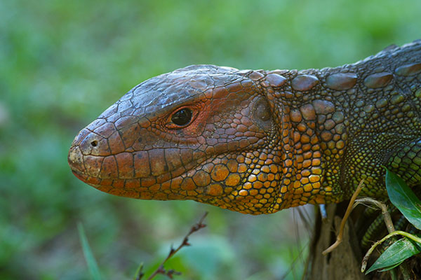 Northern Caiman Lizard (Dracaena guianensis)