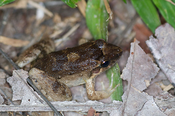 Smooth Jungle Frog (Leptodactylus diedrus)