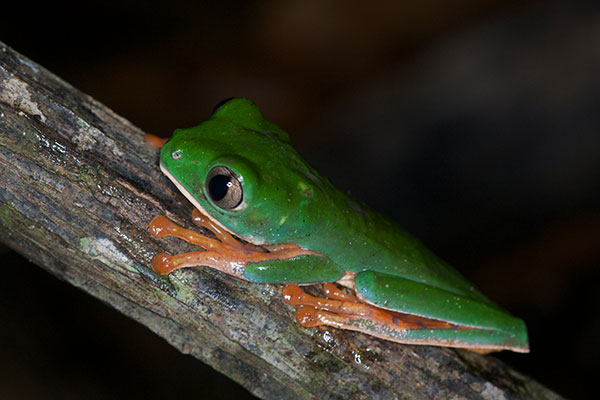 Barred Monkey Frog (Phyllomedusa tomopterna)