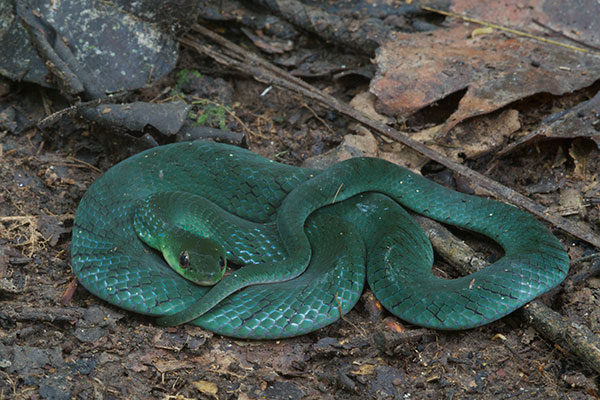 Velvety Swamp Snake (Erythrolamprus typhlus typhlus)