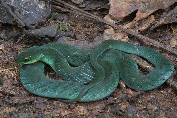 Velvety Swamp Snake (Erythrolamprus typhlus typhlus)