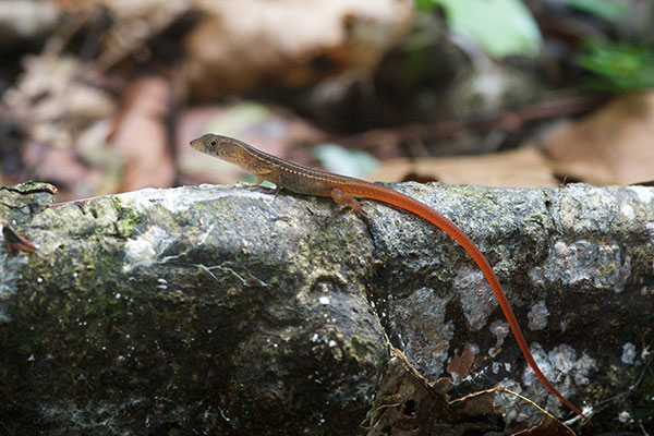 Black-striped Forest Lizard (Cercosaura ocellata bassleri)