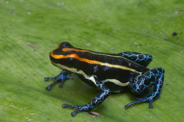 Uakari Poison Frog (Ranitomeya uakarii)