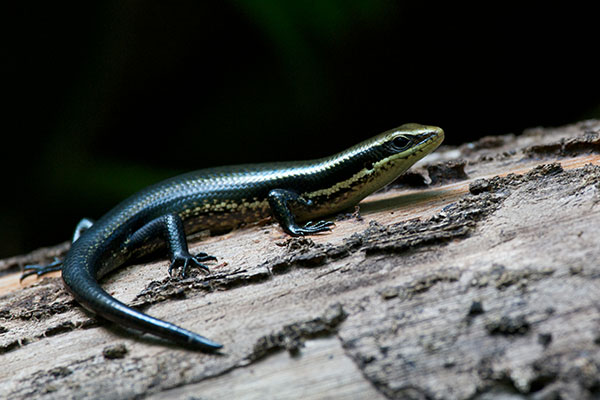 South American Spotted Skink (Copeoglossum nigropunctatum)