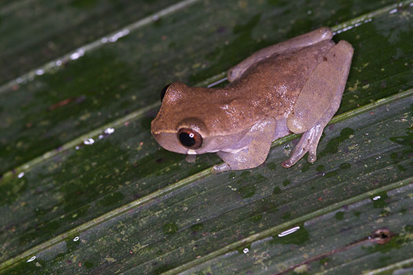 Plain-colored Treefrog (Dendropsophus leali)