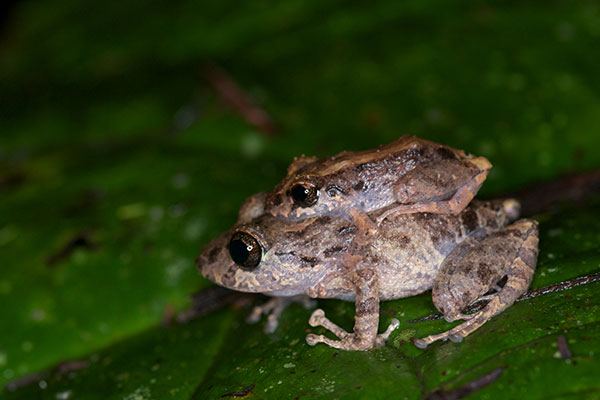 Carabaya Rain Frog (Pristimantis ockendeni)