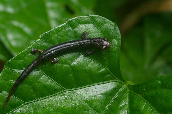 Peruvian Climbing Salamander (Bolitoglossa peruviana)