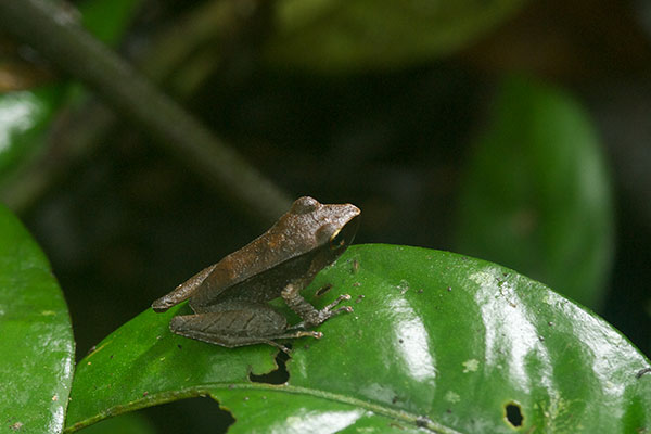 Peruvian Rain Frog (Pristimantis peruvianus)