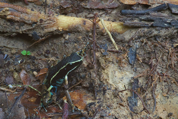 Pale-striped Poison Frog (Ameerega hahneli)