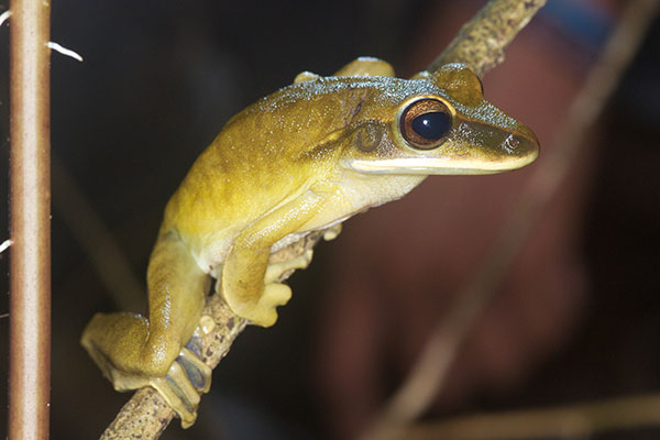 Rocket Treefrog (Boana lanciformis)