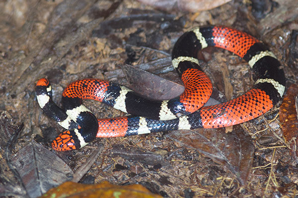 Aquatic Coral Snake (Micrurus surinamensis surinamensis)